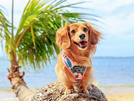 Importation d'animaux à l'île Maurice